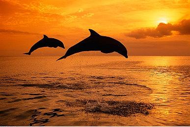 暴雪遭受DDOS攻击 《暗黑4》《魔兽》登录受影响